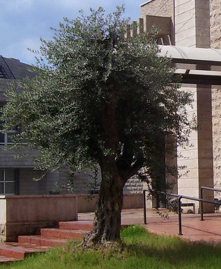 congo - test name company